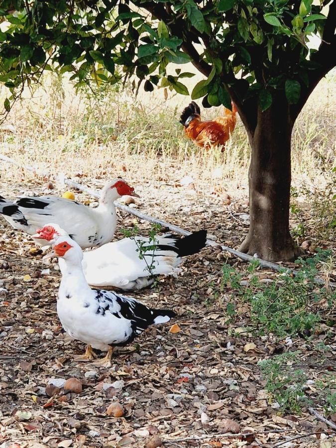 Villa Kavalino Kolymbia Bagian luar foto